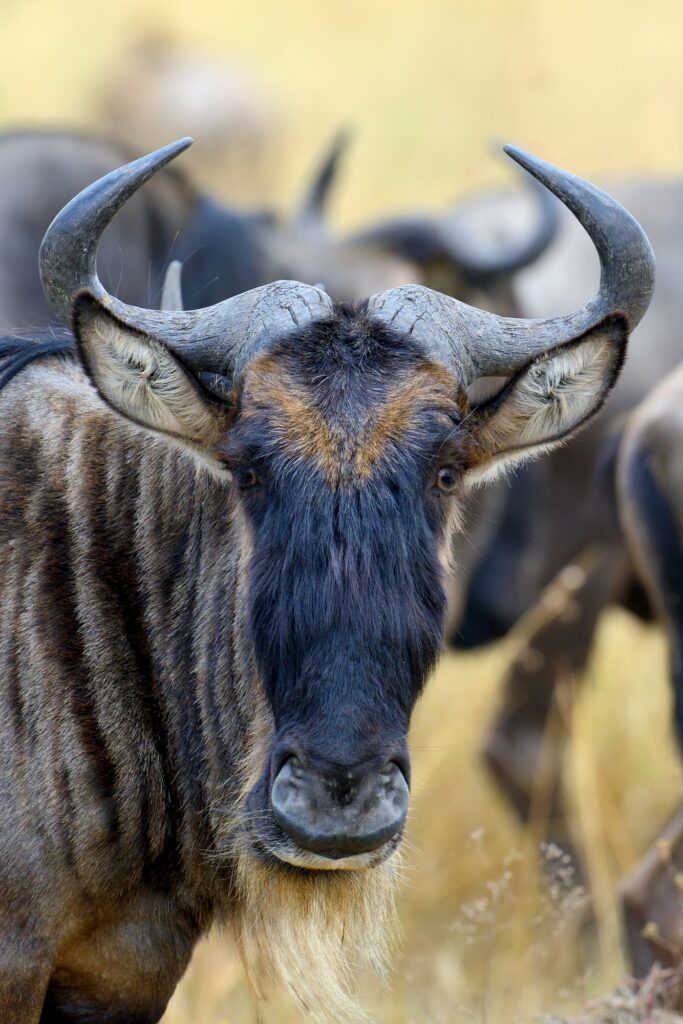 Wildebeest in National park of Africa